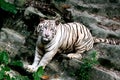 The white tiger with
