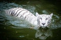 White tiger Royalty Free Stock Photo