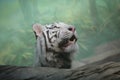 White Tiger Royalty Free Stock Photo