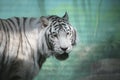 White Tiger Royalty Free Stock Photo