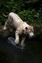 White tiger Royalty Free Stock Photo