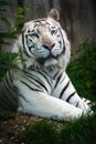 White tiger Royalty Free Stock Photo
