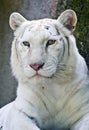 White tiger Royalty Free Stock Photo