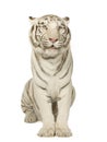 White Tiger (3 years) Royalty Free Stock Photo