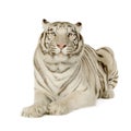 White Tiger (3 years) Royalty Free Stock Photo