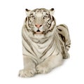 White Tiger (3 years) Royalty Free Stock Photo