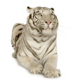 White Tiger (3 years) Royalty Free Stock Photo