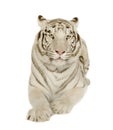 White Tiger (3 years)