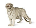 White Tiger (3 years) Royalty Free Stock Photo