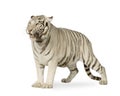 White Tiger (3 years) Royalty Free Stock Photo