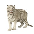 White Tiger (3 years) Royalty Free Stock Photo