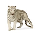 White Tiger (3 years) Royalty Free Stock Photo