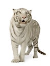 White Tiger (3 years) Royalty Free Stock Photo