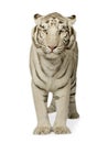 White Tiger (3 years) Royalty Free Stock Photo