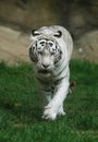 White Tiger