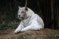 White tiger Royalty Free Stock Photo