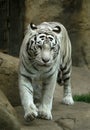 White Tiger