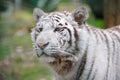 White tiger alert Royalty Free Stock Photo