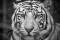 Big white tiger close-up