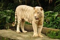 White Tiger In Asia