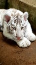 White tiger baby cub in zoo