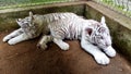 White tiger baby cub in zoo