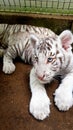 White tiger baby cub in zoo