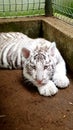 White tiger baby cub in zoo