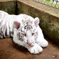 White tiger baby cub in zoo