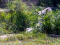 White tiger, Bengal tiger Royalty Free Stock Photo