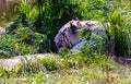 White tiger, Bengal tiger Royalty Free Stock Photo