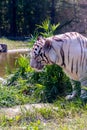 White tiger, Bengal tiger Royalty Free Stock Photo