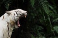 White Tiger Royalty Free Stock Photo