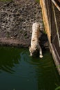 A white tiger of bengala