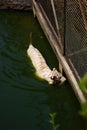 A white tiger of bengala swimming