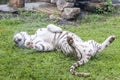 White tiger or Bengali tiger is resting on green grass in the zoo Royalty Free Stock Photo