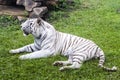 White tiger or Bengali tiger is resting on green grass in the zoo Royalty Free Stock Photo