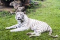 White tiger or Bengali tiger is resting on green grass in the zoo Royalty Free Stock Photo