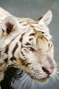 White Tiger Royalty Free Stock Photo