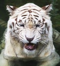 White tiger Royalty Free Stock Photo