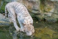 White Tiger Drinking Water at the Lake in Singapore Zoo Royalty Free Stock Photo