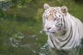 Close-up Look of White Tiger Half Submerged in Water at Singapore Zoo Royalty Free Stock Photo