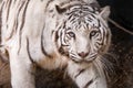 White tiger with blue eyes is looking at the camera for a closeup while walking Royalty Free Stock Photo