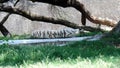 White tiger with brown strips sleeping under tree