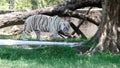 White tiger with brown strips walking in woods