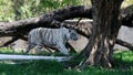 White tiger with brown strips walking in woods