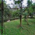 White Tiger in the cage at Nandankanan Zoo.