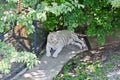 White tiger in caged in Yalta zoo