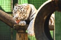 The white tiger Chinchilla albinistic or siberian tiger at zoo licks its paw Royalty Free Stock Photo