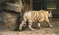 The white tiger Chinchilla albinistic walks at zoo Royalty Free Stock Photo